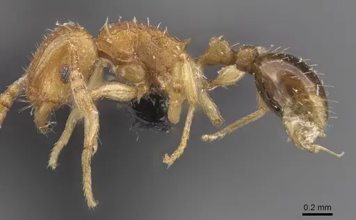 Tetramorium gegaimi specimen CASENT0909127 image casent0909127_3