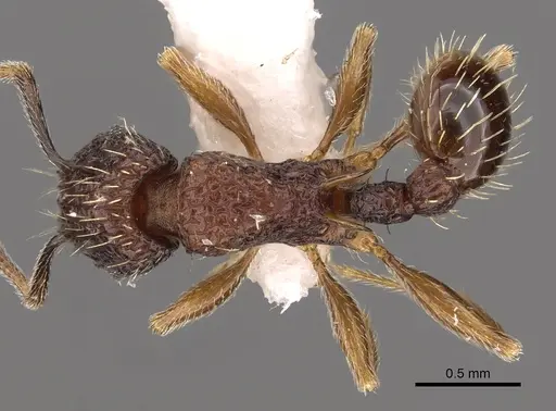 Tetramorium geminatum specimen CASENT0901196 image casent0901196_1