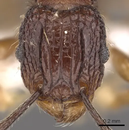 Tetramorium geminatum specimen CASENT0901196 image casent0901196_2