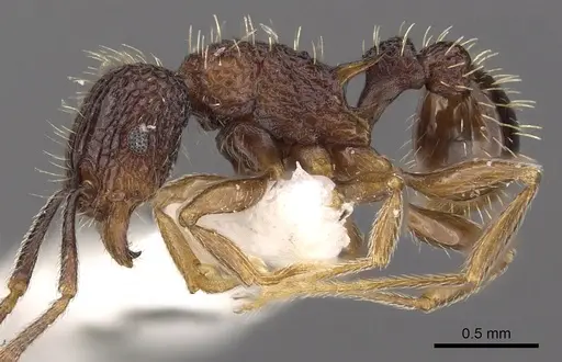 Tetramorium geminatum specimen CASENT0901196 image casent0901196_3
