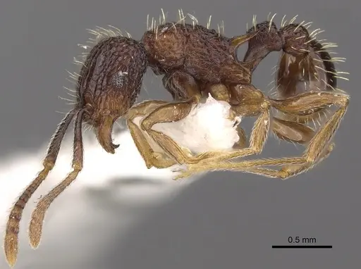 Tetramorium geminatum specimen CASENT0901196 image casent0901196_4