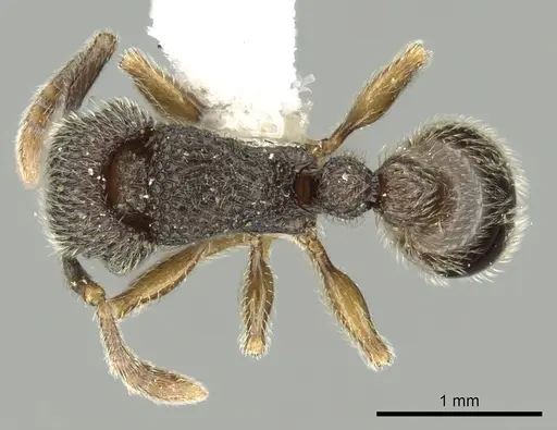 Tetramorium gestroi specimen CASENT0175465 image casent0175465_1