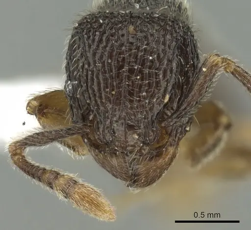 Tetramorium gestroi specimen CASENT0175465 image casent0175465_2