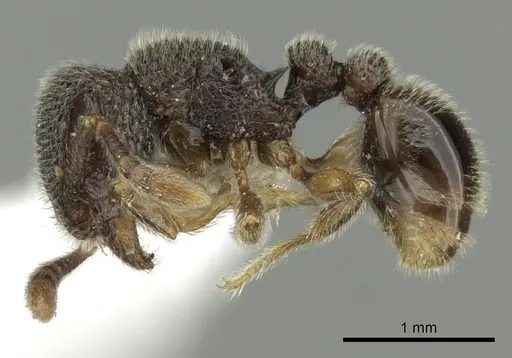 Tetramorium gestroi specimen CASENT0175465 image casent0175465_3