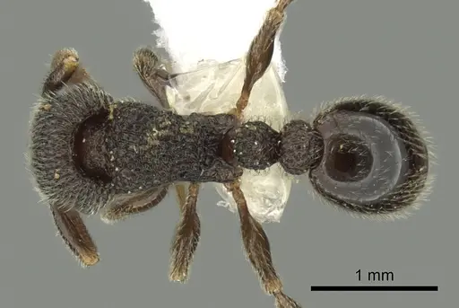 Tetramorium gestroi specimen CASENT0175503 image casent0175503_1
