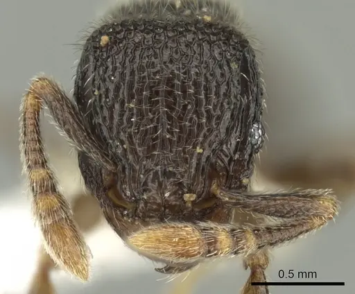 Tetramorium gestroi specimen CASENT0175503 image casent0175503_2