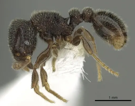 Tetramorium gestroi specimen CASENT0175503 image casent0175503_3