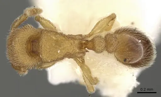 Tetramorium gestroi specimen CASENT0280899 image casent0280899_1