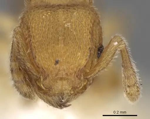Tetramorium gestroi specimen CASENT0280899 image casent0280899_2