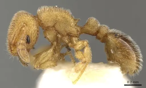 Tetramorium gestroi specimen CASENT0280899 image casent0280899_3