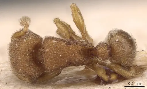 Tetramorium gestroi specimen CASENT0905863 image casent0905863_1