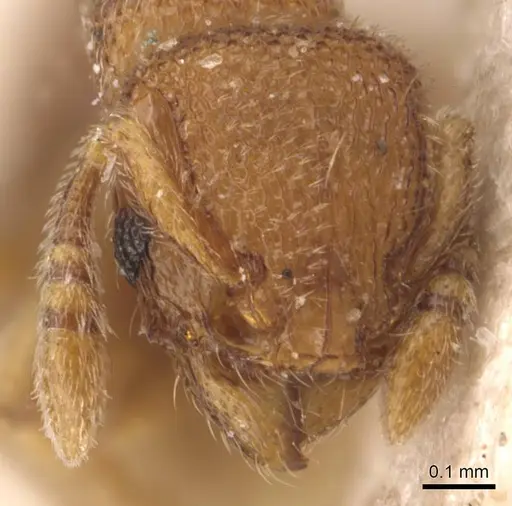 Tetramorium gestroi specimen CASENT0905863 image casent0905863_2