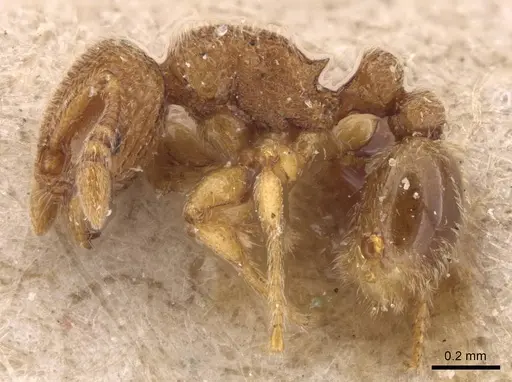 Tetramorium gestroi specimen CASENT0905863 image casent0905863_3