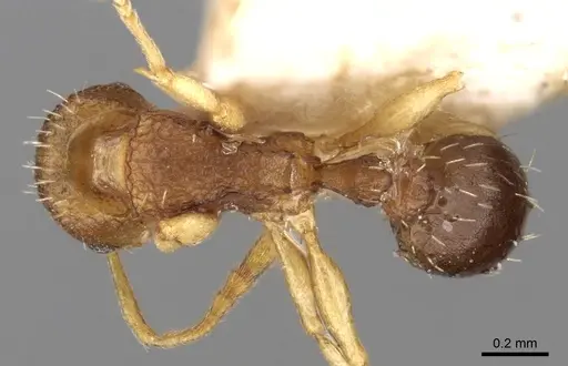 Tetramorium ghindanum specimen CASENT0280860 image casent0280860_1