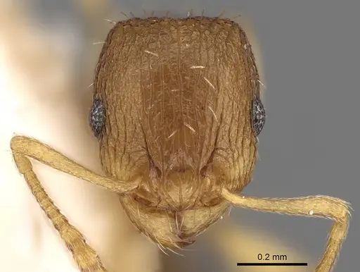 Tetramorium ghindanum specimen CASENT0280860 image casent0280860_2