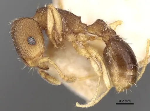 Tetramorium ghindanum specimen CASENT0280860 image casent0280860_3