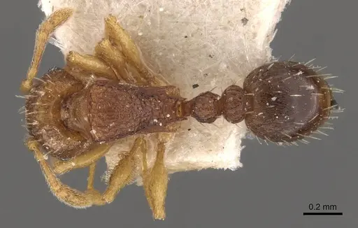 Tetramorium ghindanum specimen CASENT0909146 image casent0909146_1