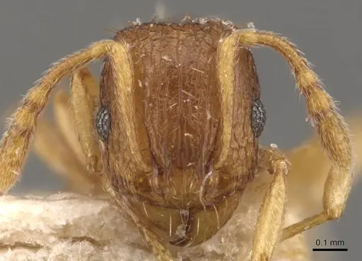 Tetramorium ghindanum specimen CASENT0909146 image casent0909146_2