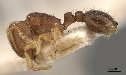 Tetramorium ghindanum specimen CASENT0909146 image casent0909146_3
