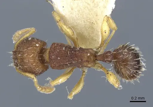 Tetramorium ghindanum specimen CASENT0917052 image casent0917052_1