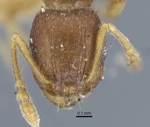 Tetramorium ghindanum specimen CASENT0917052 image casent0917052_2