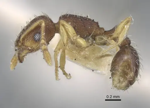 Tetramorium ghindanum specimen CASENT0917052 image casent0917052_3