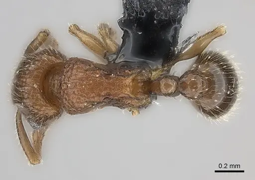 Tetramorium gilgamesh specimen CASENT0163251 image casent0163251_1