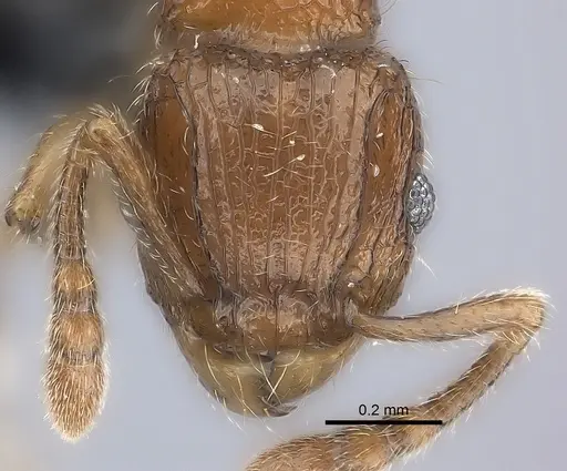 Tetramorium gilgamesh specimen CASENT0163251 image casent0163251_2