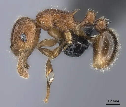 Tetramorium gilgamesh specimen CASENT0163251 image casent0163251_3