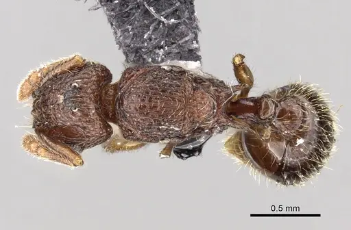 Tetramorium gilgamesh specimen CASENT0163757 image casent0163757_1