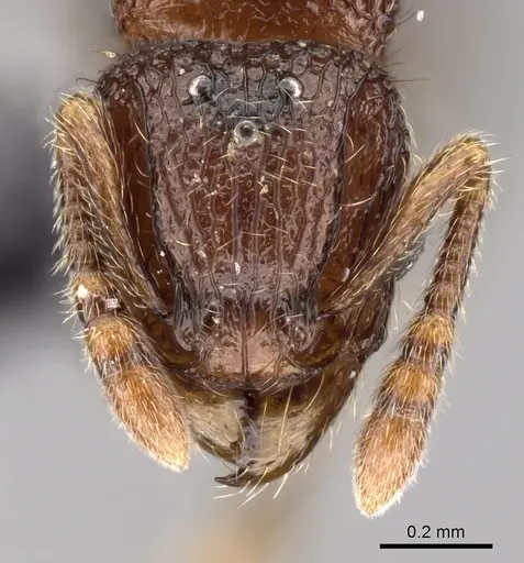 Tetramorium gilgamesh specimen CASENT0163757 image casent0163757_2