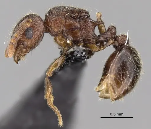 Tetramorium gilgamesh specimen CASENT0163757 image casent0163757_3