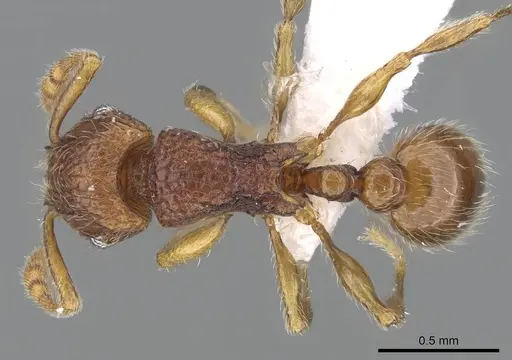 Tetramorium gilgamesh specimen CASENT0247312 image casent0247312_1