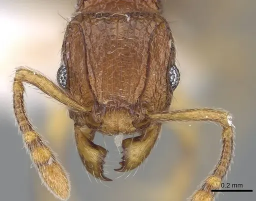 Tetramorium gilgamesh specimen CASENT0247312 image casent0247312_2