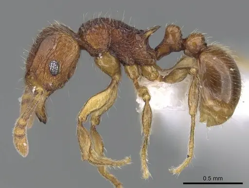 Tetramorium gilgamesh specimen CASENT0247312 image casent0247312_3