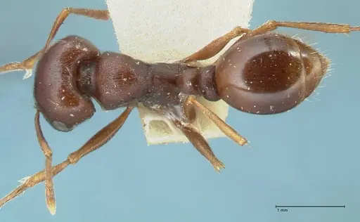 Tetramorium glabratum specimen FOCOL2085 image focol2085_1