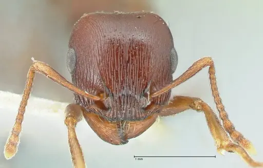 Tetramorium glabratum specimen FOCOL2085 image focol2085_2