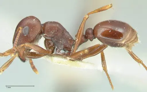 Tetramorium glabratum specimen FOCOL2085 image focol2085_3