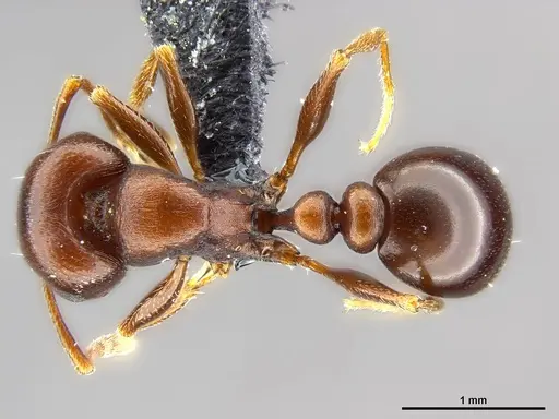 Tetramorium glabratum specimen SAM-HYM-C024395 image sam-hym-c024395_1