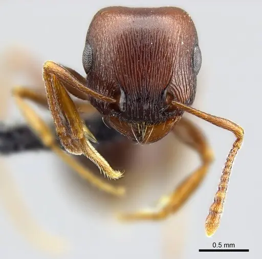 Tetramorium glabratum specimen SAM-HYM-C024395 image sam-hym-c024395_2