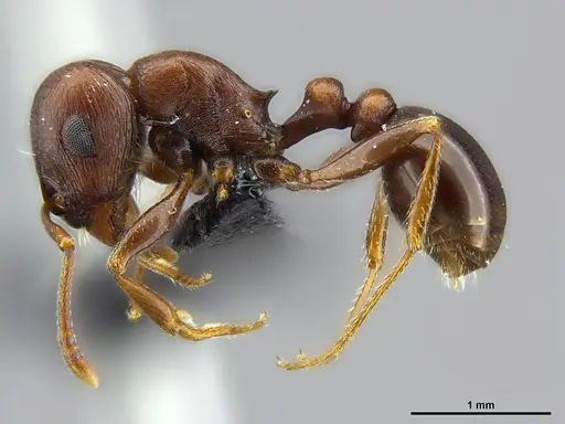 Tetramorium glabratum specimen SAM-HYM-C024395 image sam-hym-c024395_3