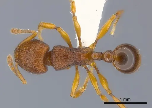 Tetramorium gladius specimen CASENT0406964 image casent0406964_1