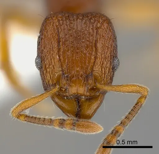 Tetramorium gladius specimen CASENT0406964 image casent0406964_2