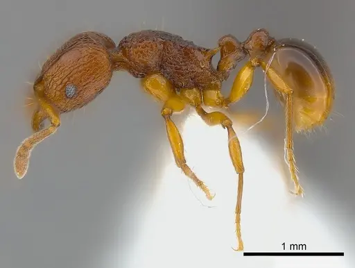Tetramorium gladius specimen CASENT0406964 image casent0406964_3