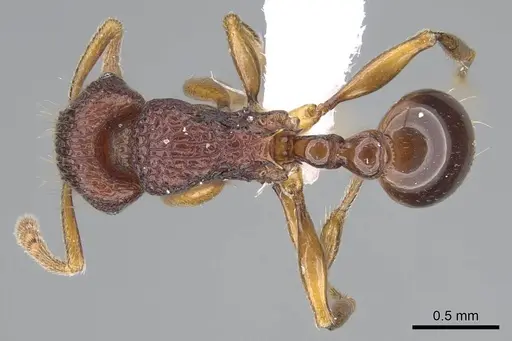 Tetramorium gladius specimen CASENT0406982 image casent0406982_1