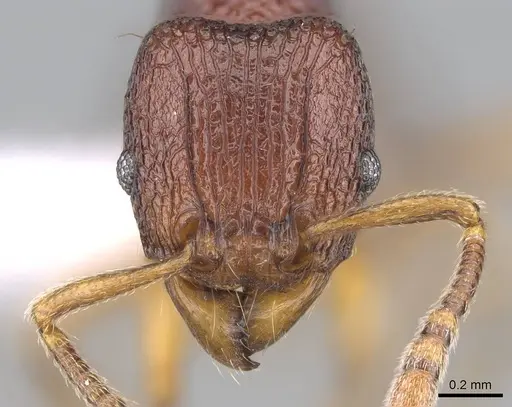 Tetramorium gladius specimen CASENT0406982 image casent0406982_2