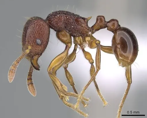 Tetramorium gladius specimen CASENT0406982 image casent0406982_3