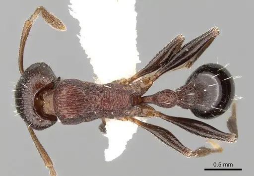 Tetramorium gladstonei specimen CASENT0280924 image casent0280924_1