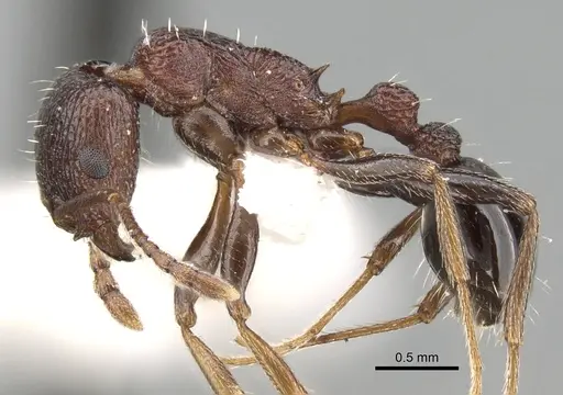 Tetramorium gladstonei specimen CASENT0280924 image casent0280924_3