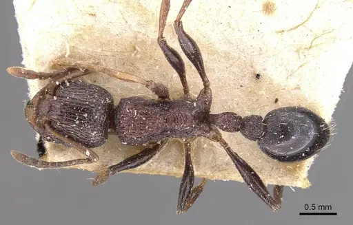 Tetramorium gladstonei specimen CASENT0909133 image casent0909133_1